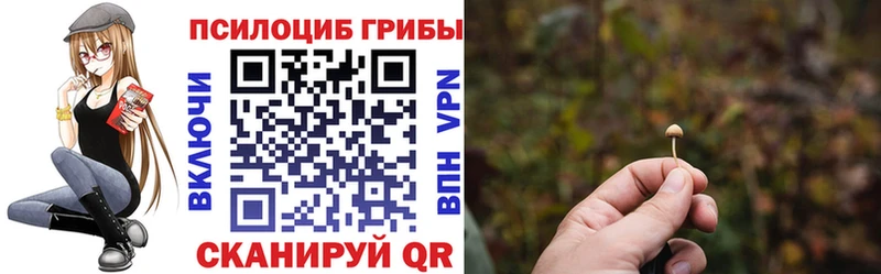 где продают   Кандалакша  Псилоцибиновые грибы Psilocybine cubensis 